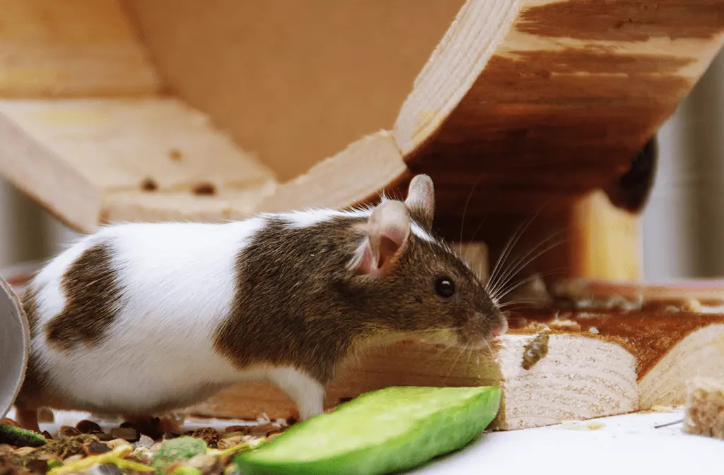 Healthy treat for mice